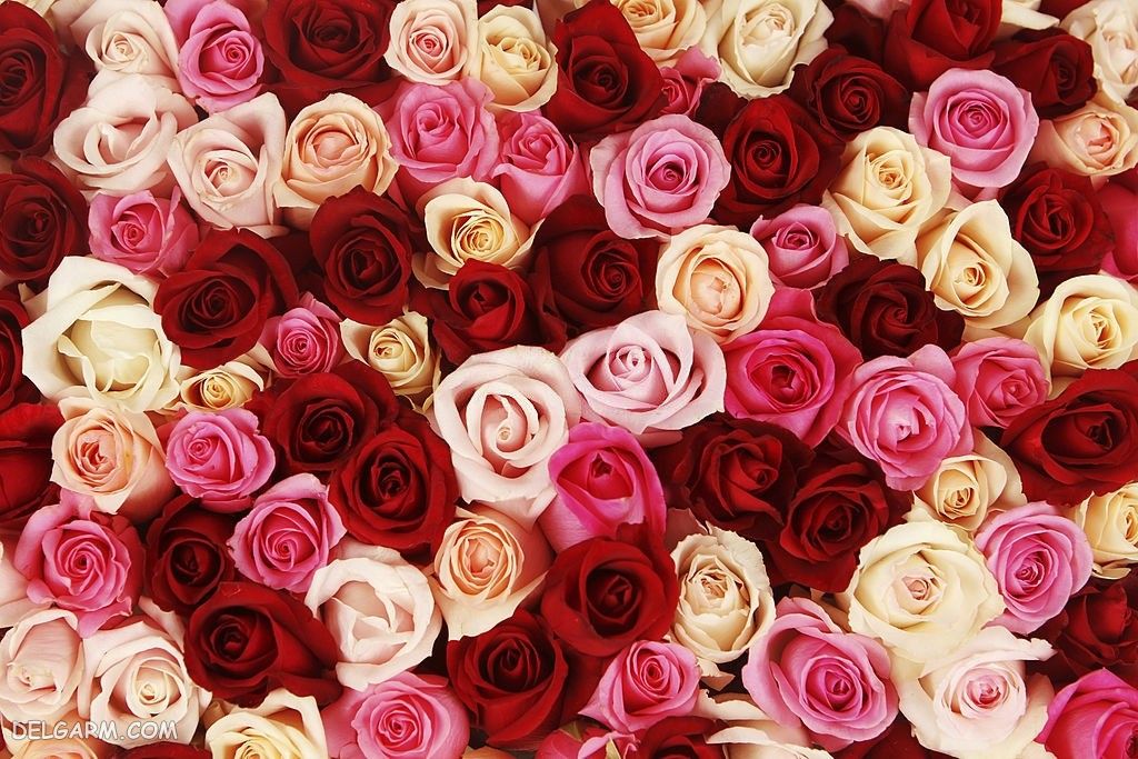 اتو مو پرومکس مدل 5733